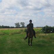 Anden særlig race Silas