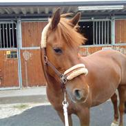 Anden særlig race Sarakit. Solgt