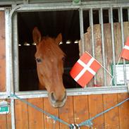 Anden særlig race Sarakit. Solgt