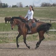 Holstener Ruby Tuesday