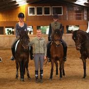 New Forest Lilholts Figo SOLGT