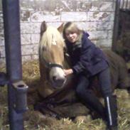 Haflinger schmankerl / remus R.I.P