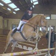 Haflinger schmankerl / remus R.I.P