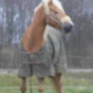 Haflinger schmankerl / remus R.I.P