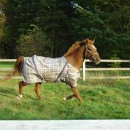 Anden særlig race Thor