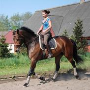 Dansk Varmblod lady Milou