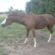 Anden særlig race Salome