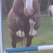 Anden særlig race Salome