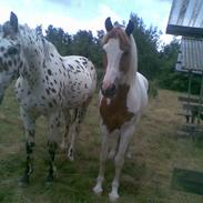 Anden særlig race Indy [Tidl. part]