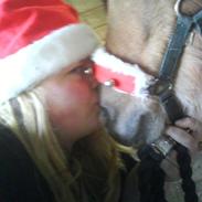 Anden særlig race Caballo Misty