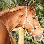 Anden særlig race Kosak *Pony*