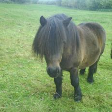 Anden særlig race Laban