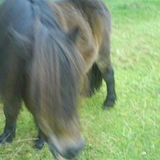 Anden særlig race Laban