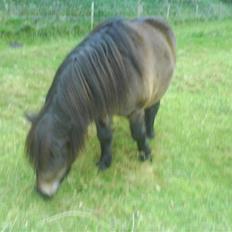 Anden særlig race Laban