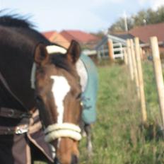 Dansk Varmblod Stald Mejnert´s Martinez 