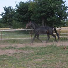 Oldenborg Santano