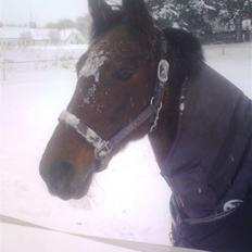 Standardbred great idea