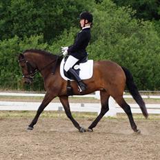 New Forest Lilholts Figo SOLGT