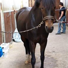 New Forest Tanholt Lucky **SOLGT** 