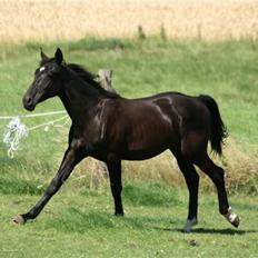 Anden særlig race  Nirvana (SOLGT 2009)