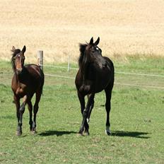 Anden særlig race  Nirvana (SOLGT 2009)