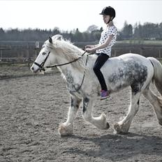 Irish Cob Little Big Bobby Beer