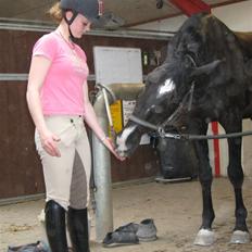 Hollandsk Varmblod Zorro # R.i.p # <3
