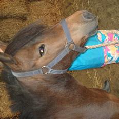 Anden særlig race bamse