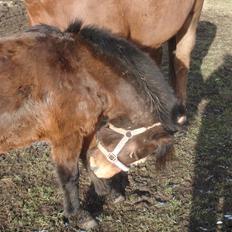 Anden særlig race bamse