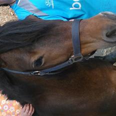 Anden særlig race bamse