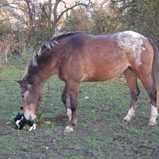 Appaloosa Placira