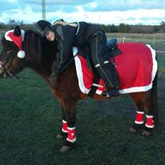 Islænder Björk fra Juelsgård