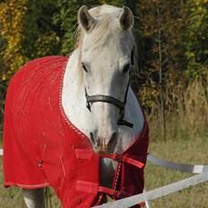 Shagya Araber (SH) Cargash