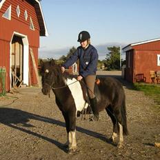 Islænder Frenja fra SimmelkærSOLGT