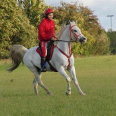 Shagya Araber (SH) Cargash