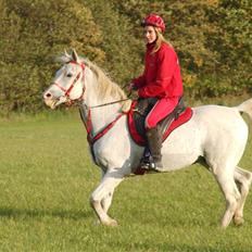 Shagya Araber (SH) Cargash