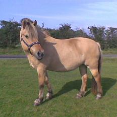 Fjordhest Hesselbjerg's Musse