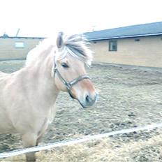 Fjordhest Hesselbjerg's Musse