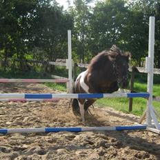 Anden særlig race Shulaima