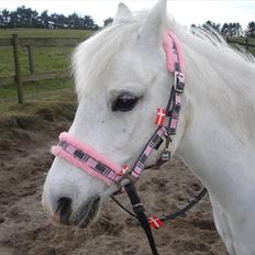 Welsh Mountain (sec A) Gwens Gracie Siggi