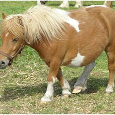 Shetlænder Lærke's Gypsy Doll