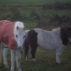 Welsh Mountain (sec A) Bella R.I.P - Min stjerne