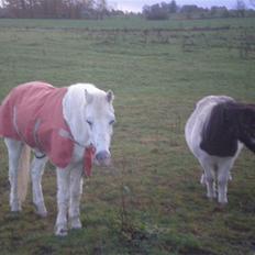 Welsh Mountain (sec A) Bella R.I.P - Min stjerne