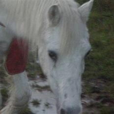 Welsh Mountain (sec A) Bella R.I.P - Min stjerne