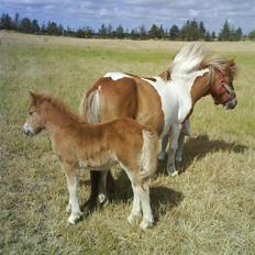 Shetlænder Sussi *SOLGT*