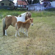 Shetlænder Sussi *SOLGT*