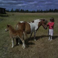 Shetlænder Sussi *SOLGT*