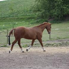Anden særlig race Kosak *Pony*