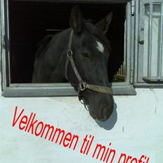 Anden særlig race Ulla (Lotus Noir) *SOLGT*