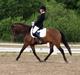 New Forest Lilholts Figo SOLGT